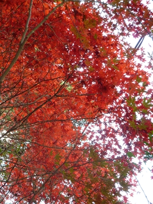 c0172719_14121639.jpg