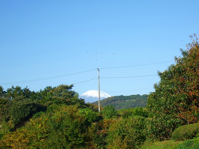 野菜畑に.....皇帝ダリアと富士山_b0137932_1510968.jpg