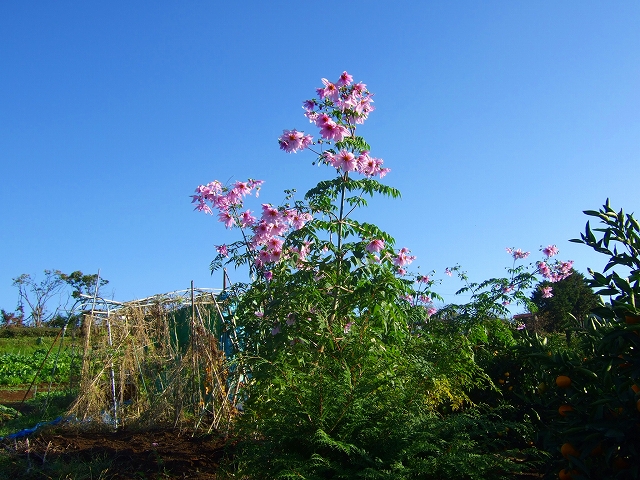 野菜畑に.....皇帝ダリアと富士山_b0137932_1551485.jpg