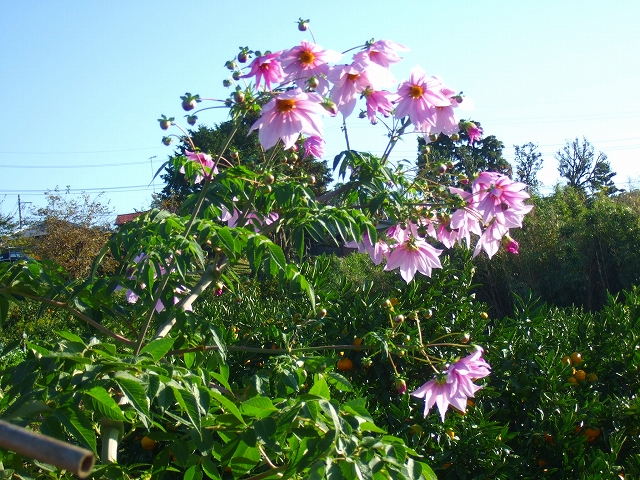 野菜畑に.....皇帝ダリアと富士山_b0137932_155524.jpg