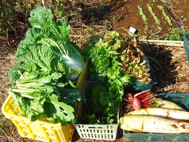 野菜畑に.....皇帝ダリアと富士山_b0137932_1594932.jpg
