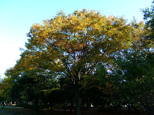 e0089232_21281192.jpg