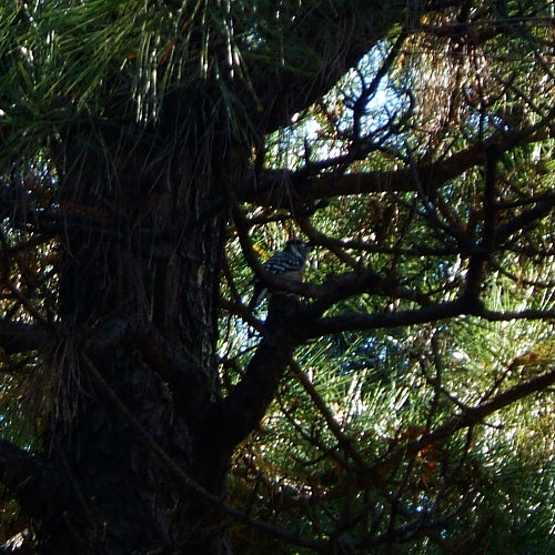 e0089232_21282292.jpg