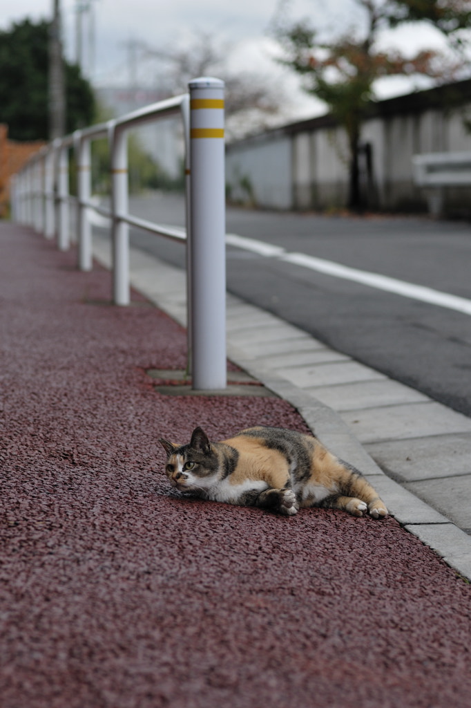 雨あがったにゃ〜ん_c0150334_205396.jpg