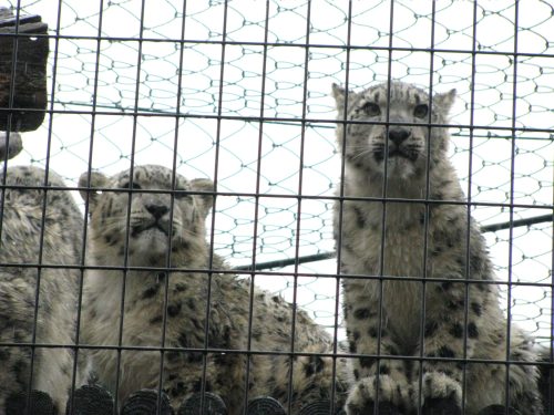 大雨の動物園_b0006537_2221677.jpg