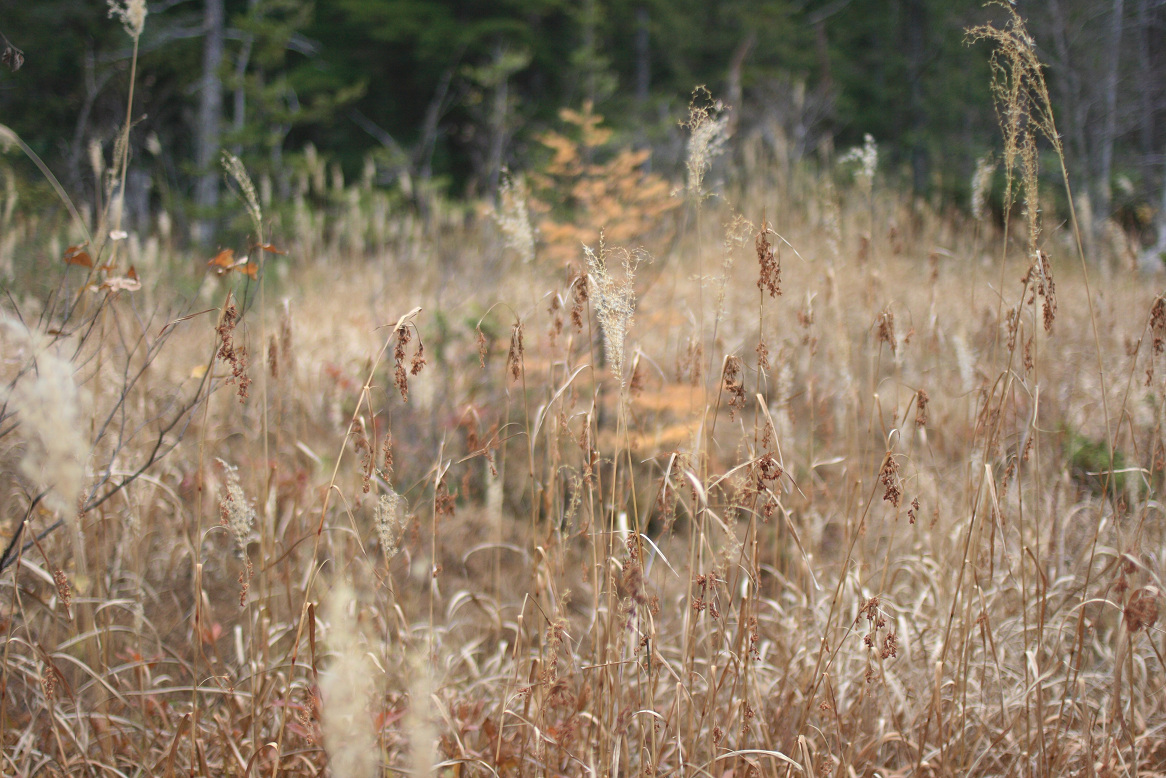 c0228945_17183494.jpg