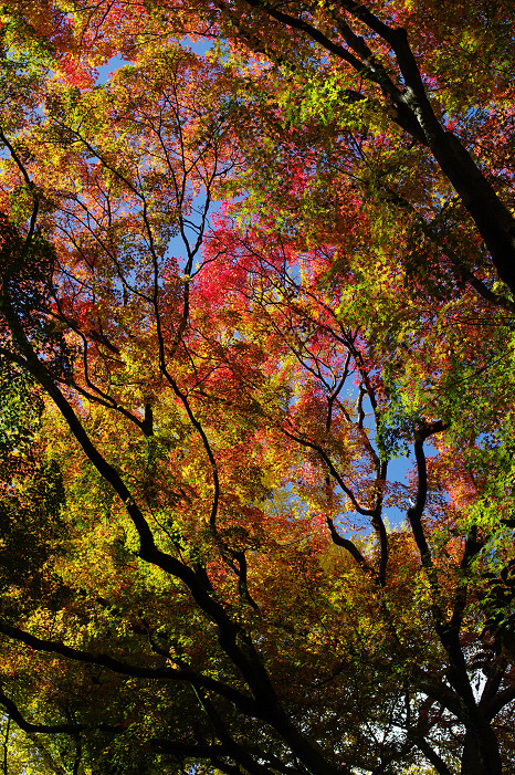 2009紅葉 Ⅴ　金蔵寺_f0152550_17433433.jpg