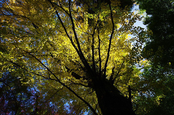 2009紅葉 Ⅴ 金蔵寺_f0152550_17442883.jpg