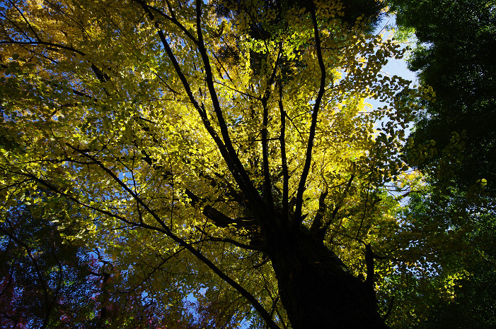 2009紅葉 Ⅴ　金蔵寺_f0152550_17442883.jpg