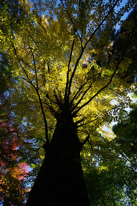 2009紅葉 Ⅴ 金蔵寺_f0152550_17443530.jpg