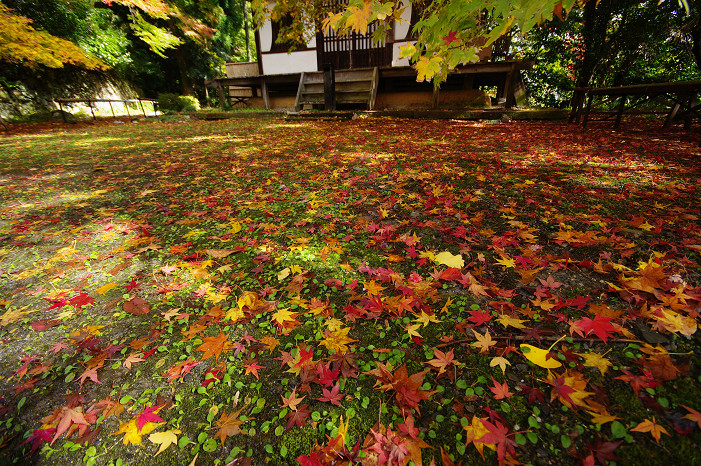 2009紅葉 Ⅴ　金蔵寺_f0152550_1744381.jpg