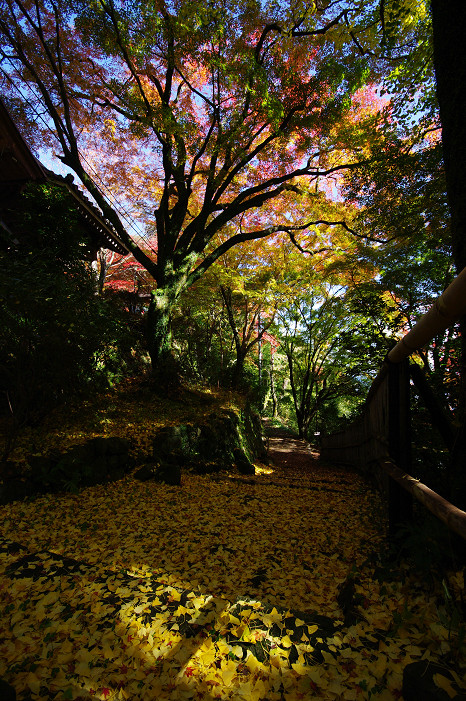 2009紅葉 Ⅴ　金蔵寺_f0152550_17445237.jpg