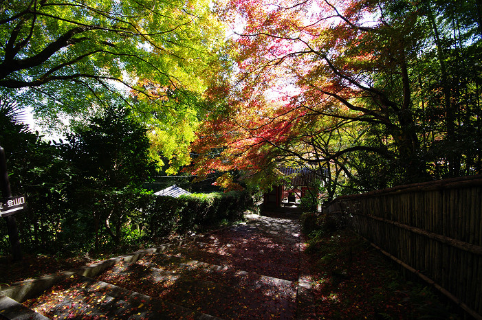 2009紅葉 Ⅴ　金蔵寺_f0152550_17445826.jpg