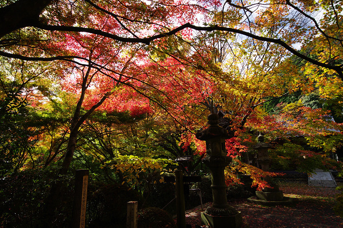 2009紅葉 Ⅴ 金蔵寺_f0152550_1744898.jpg
