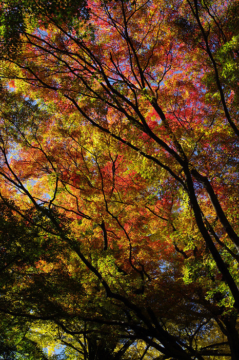 2009紅葉 Ⅴ　金蔵寺_f0152550_17451153.jpg