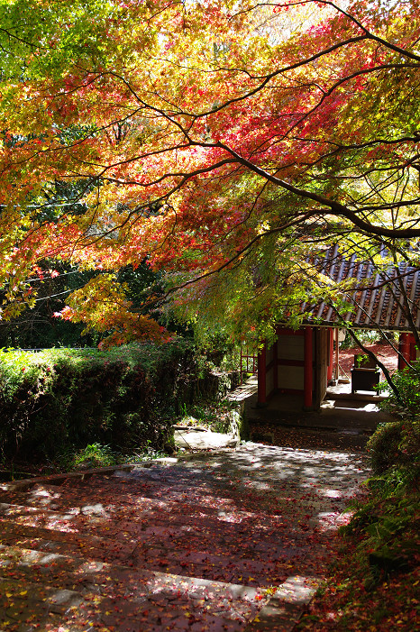2009紅葉 Ⅴ 金蔵寺_f0152550_17452469.jpg