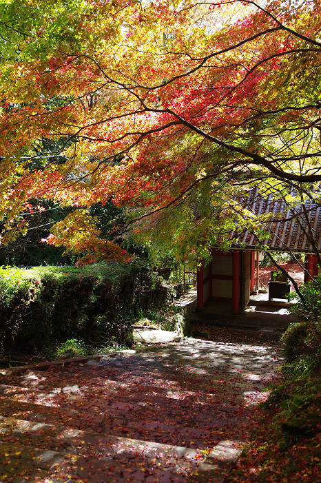 2009紅葉 Ⅴ　金蔵寺_f0152550_17452469.jpg