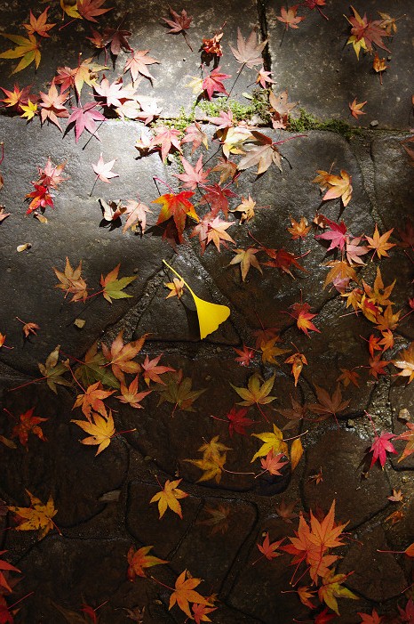 2009紅葉 Ⅴ 金蔵寺_f0152550_17453615.jpg