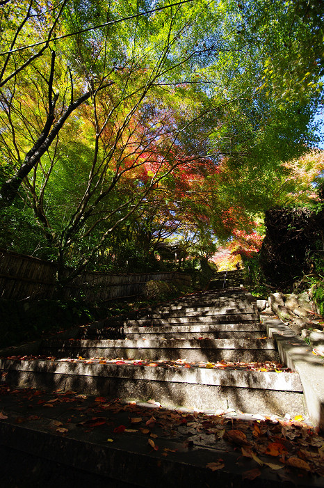 2009紅葉 Ⅴ 金蔵寺_f0152550_17454429.jpg