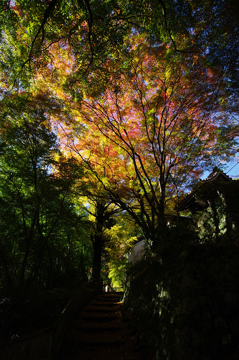 2009紅葉 Ⅴ　金蔵寺_f0152550_1745471.jpg