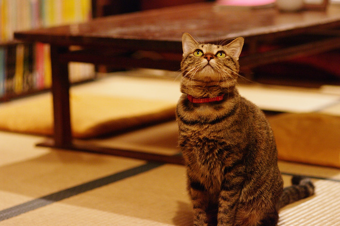 2009紅葉 Ⅴ 金蔵寺_f0152550_17481944.jpg