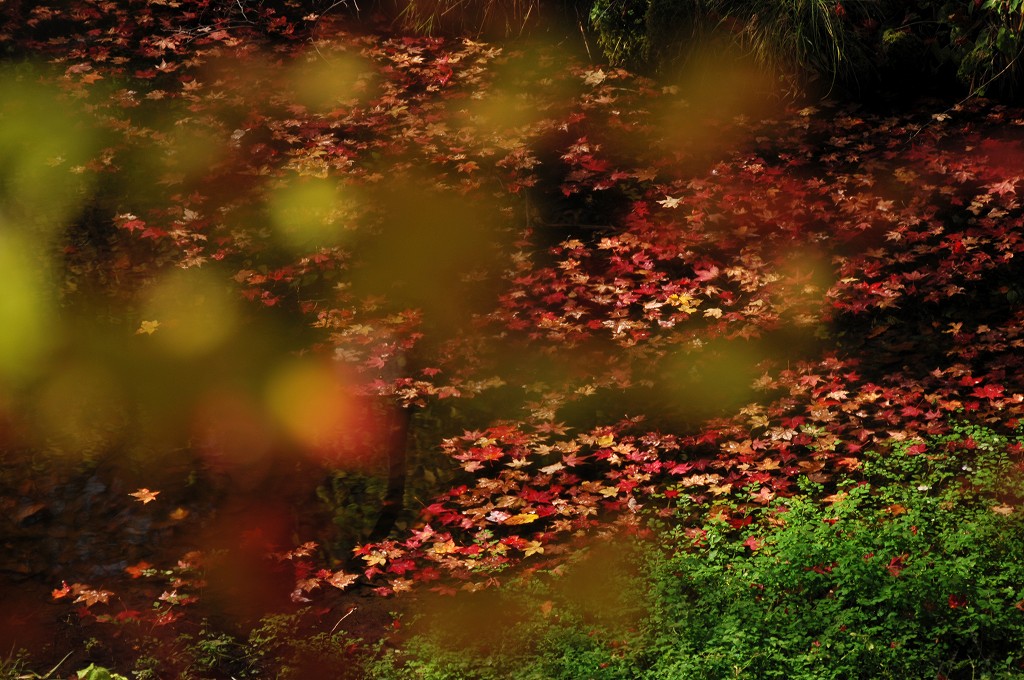 高遠城址公園の紅葉　その2_c0050853_2021465.jpg