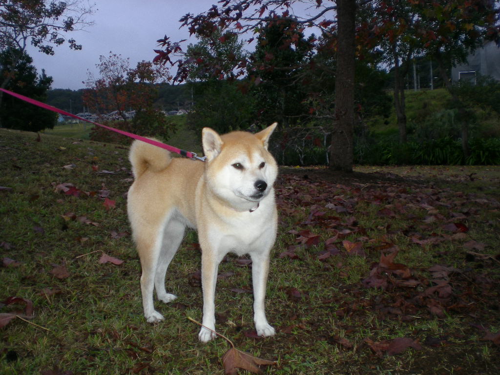 11月15日(日)紅葉のリュクサンプール公園!⑫_f0060461_1339137.jpg