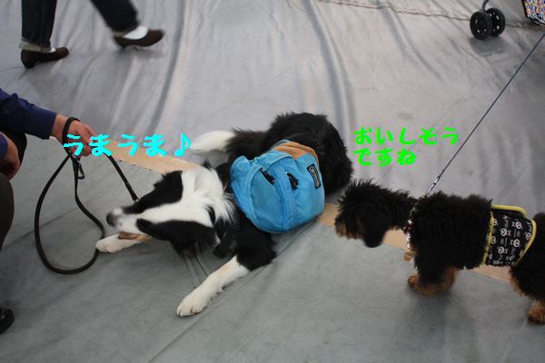 超犬祭 \'09_a0100564_21313993.jpg