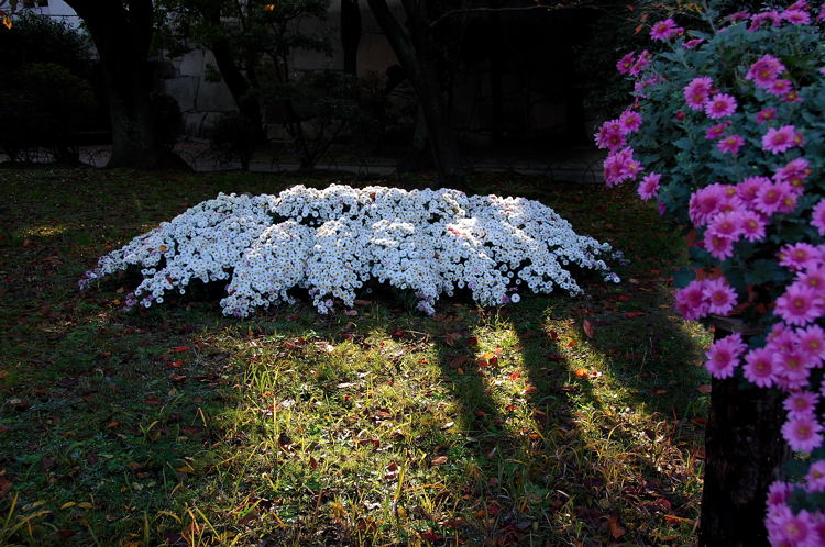 大阪城菊花展の頃_e0169286_11404898.jpg