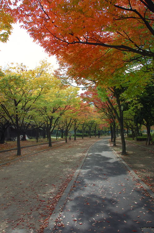 大阪城菊花展の頃_e0169286_11484435.jpg