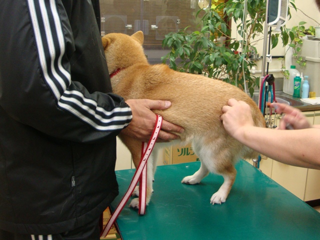 ドッキドキの注射_a0126590_3405971.jpg