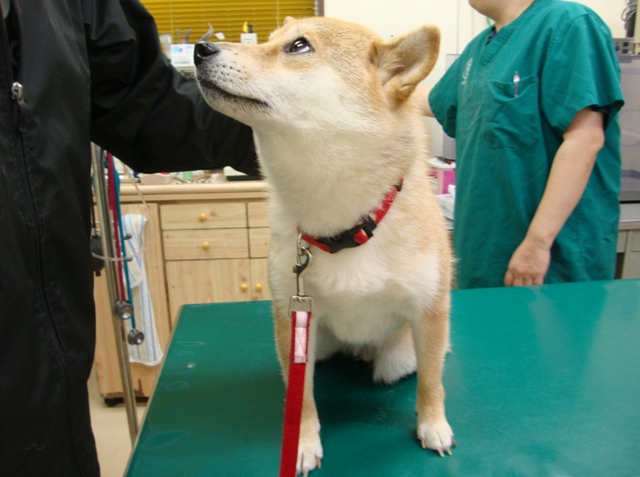 ドッキドキの注射_a0126590_3414528.jpg