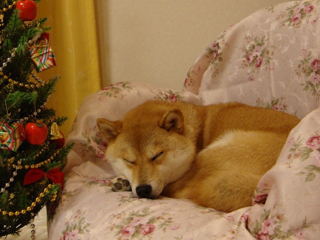 ドッキドキの注射_a0126590_34321.jpg