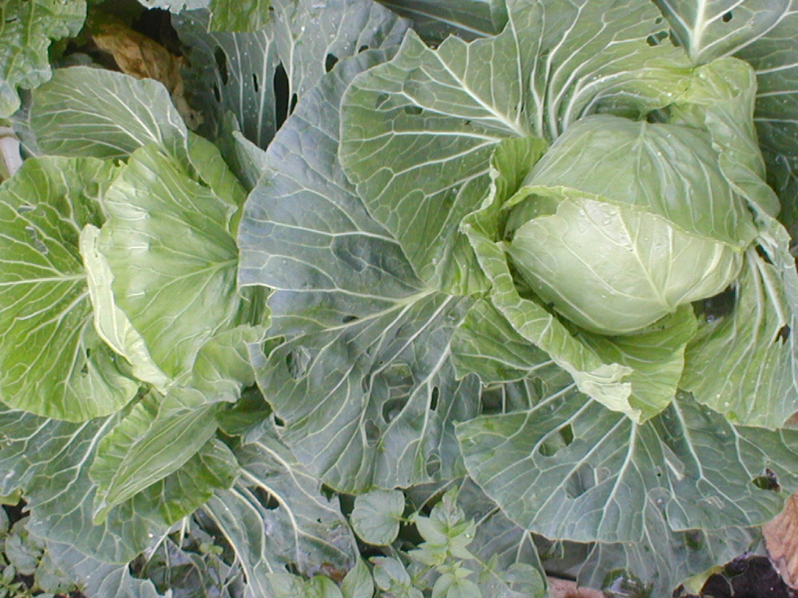 e0116694_230171.jpg