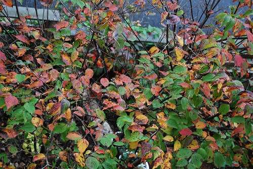 今年の紅葉…『黄色』_c0124100_21554983.jpg