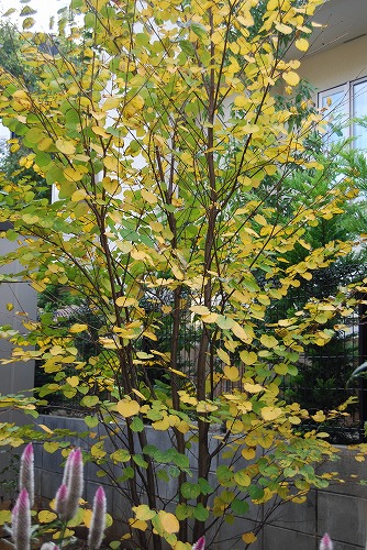 今年の紅葉…『黄色』_c0124100_2235035.jpg