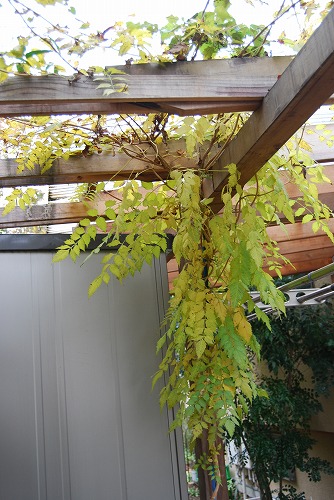 今年の紅葉…『黄色』_c0124100_2244193.jpg
