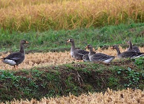 雁行と雁風呂 (雁 ③ 江戸の鳥)_c0187004_8183449.jpg