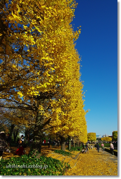 昭和記念公園　イチョウの絨毯_f0179404_2129534.jpg