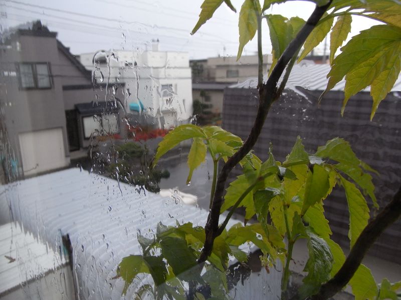 雨の札幌_c0025115_2135934.jpg