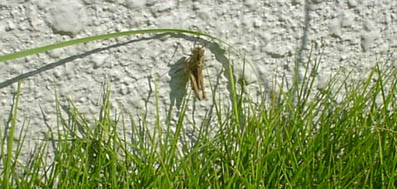 e0016120_144719.jpg