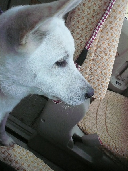 大福 動物病院へ行きました チロチロ日記 ブログ編 大福 動物病院へ行きました チロチロ日記 ブログ編