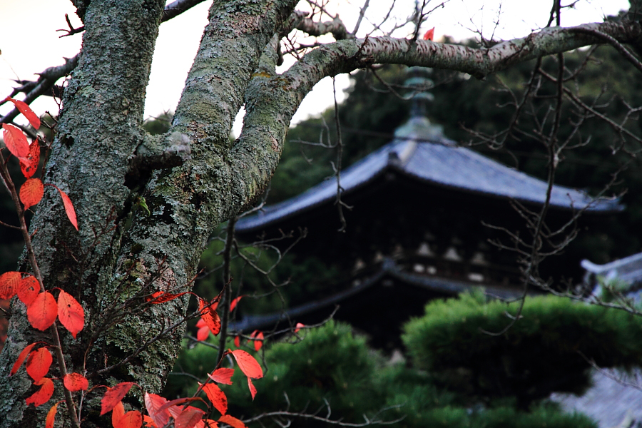 夕刻の当麻寺_f0140130_832184.jpg