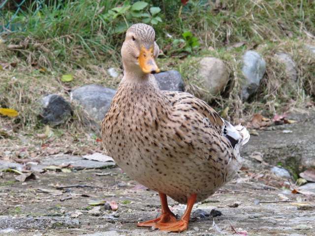 東山公園の紅葉_f0160830_84146.jpg