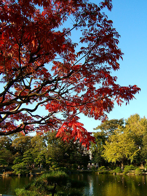 清澄庭園_e0089232_19374853.jpg