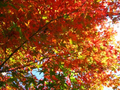 c0090236_2274116.jpg