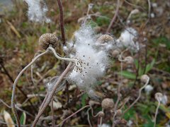 シュウメイギク（秋明菊）の種_f0019247_2226196.jpg