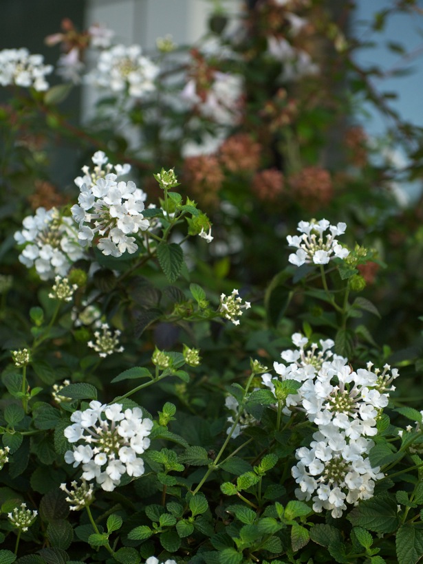 東麻布。路傍の花。〈11〉_f0070556_247056.jpg