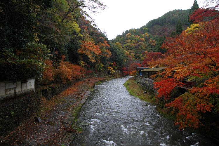 京都・洛北 秋色撮影 ~その1~_e0051888_2422169.jpg