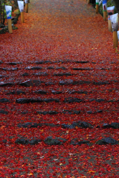 京都・洛北 秋色撮影 ~その1~_e0051888_2434143.jpg